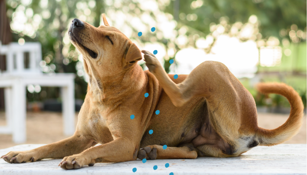 dog with blue dandruff