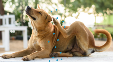 dog with blue dandruff