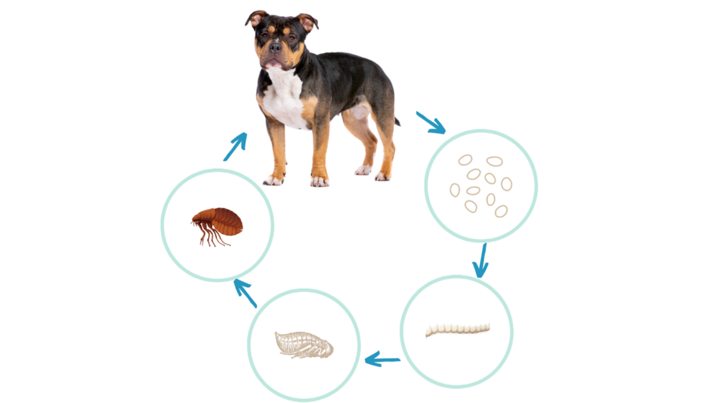 life cicle of fleas