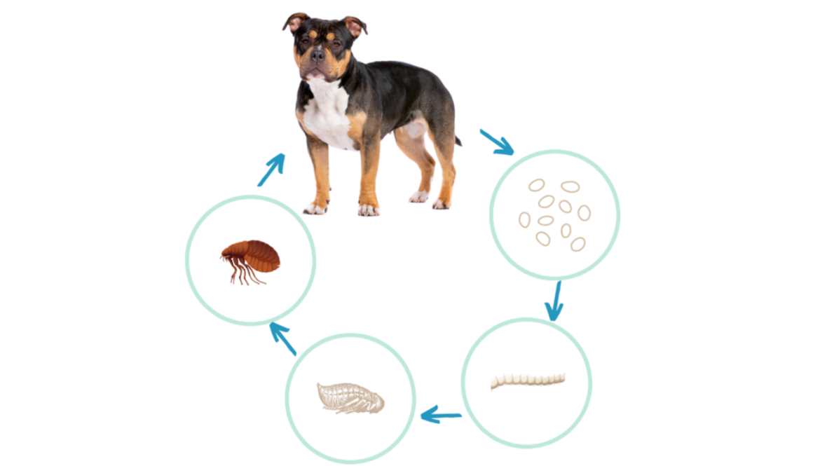 life cicle of fleas