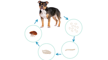 life cicle of fleas