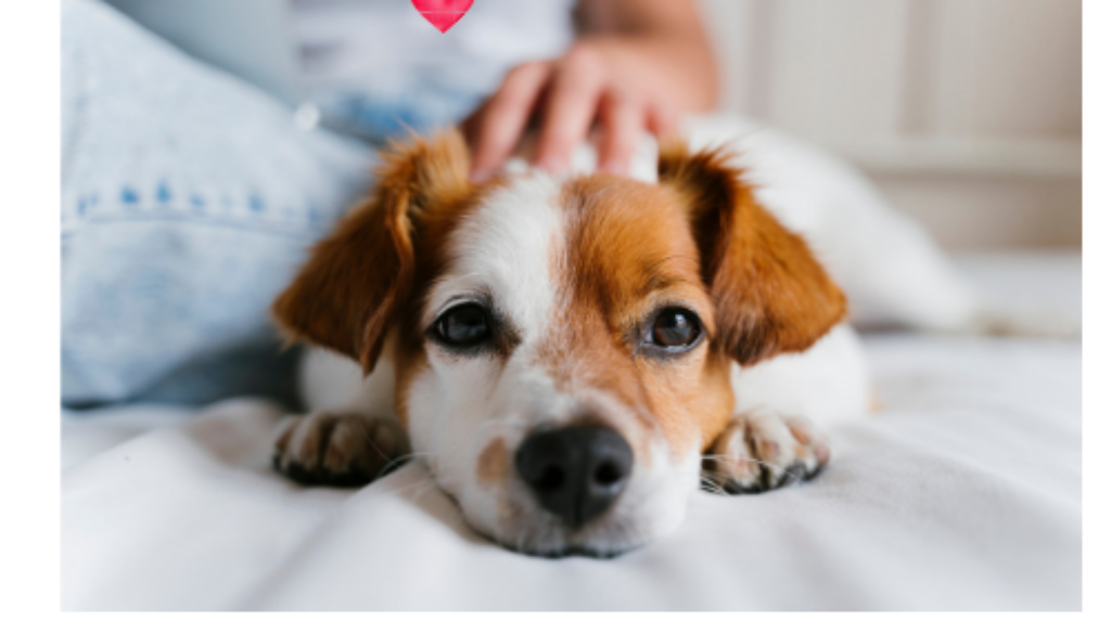 Dog parent reflecting on their relationship with their dog