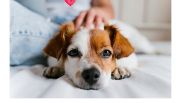 Dog parent reflecting on their relationship with their dog